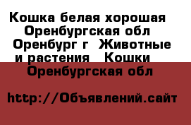 Кошка белая хорошая - Оренбургская обл., Оренбург г. Животные и растения » Кошки   . Оренбургская обл.